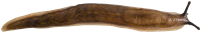 Arion fasciatusPARKSNIGEL4,8 × 30,1 mm